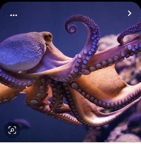 An Octopus Is Swimming In The Water