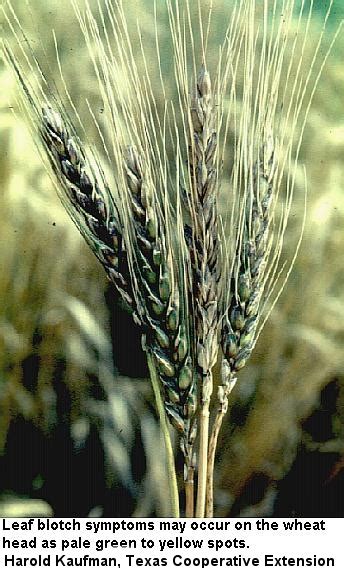 Wheat Disease Descriptions - Leaf Blotch