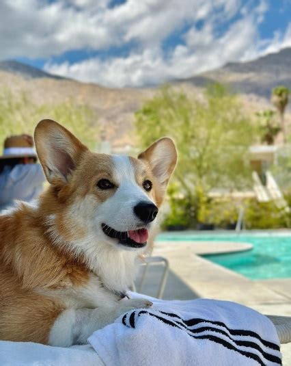 10 Pet-Friendly Hotels in Palm Springs, CA: 2025 Update – Dogster
