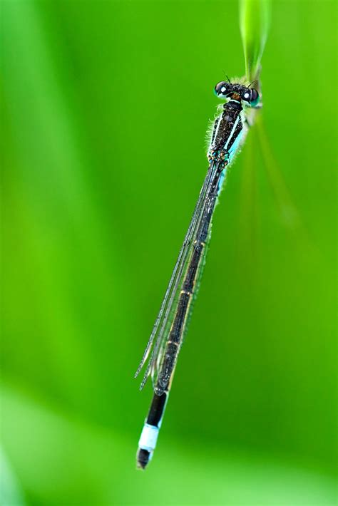 Damselfly Into The Green View Large On Black Umberto Salvagnin Flickr