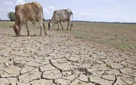 Afectado Por La Sequía El 51 De Tamaulipas