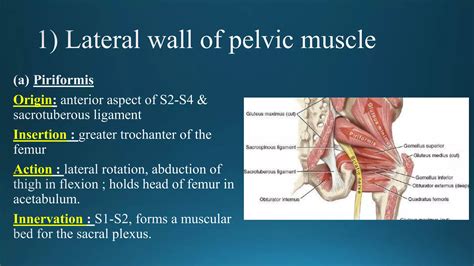 pelvic muscles