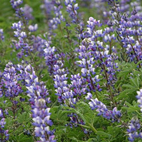 Lupine Seed Mix, Lupinus | American Meadows