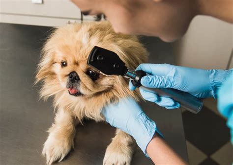 Fluorescein Stain Tests In Dogs Vet Explains It All