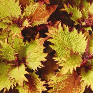Solenostemon Gay S Delight Coleus