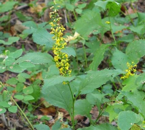 Variety Of Goldenrods Outside My Window