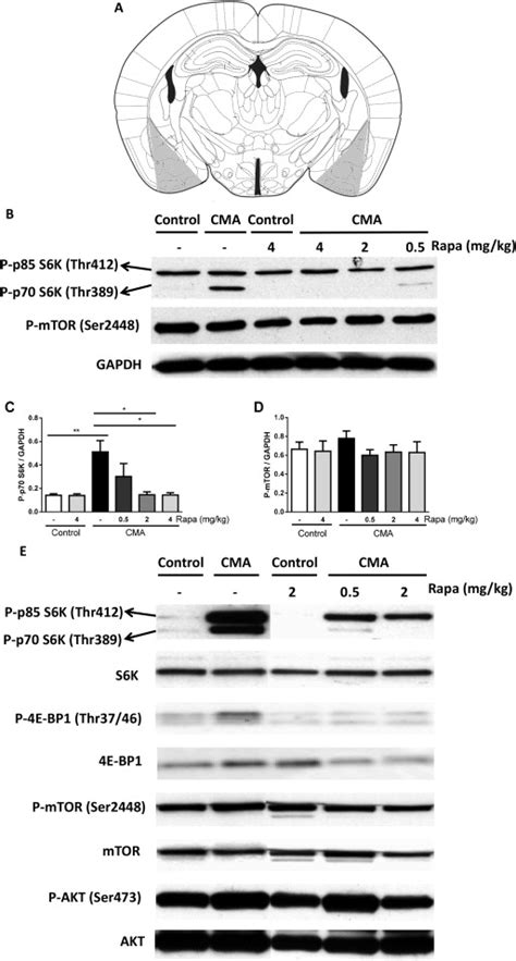 Western Blot Analysis Showed Increased Phosphorylation Of P70 S6K And