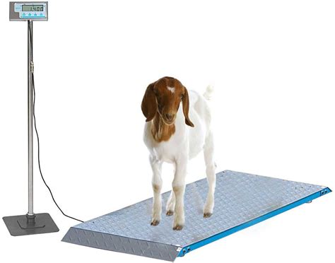 Livestock Platform Scale Salter Brecknell Goat Sheep Goat Sheep