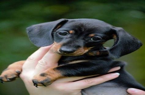 10 Adorable Dachshund Puppies To Make Your Heart Melt Daschund Puppies