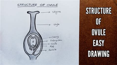 How To Draw Structure Of OVULE Very Easily YouTube