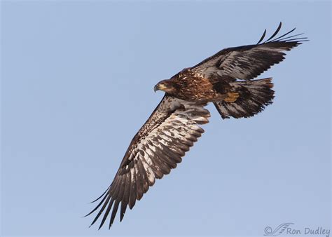 Juvenile Bald Eagle In Flight