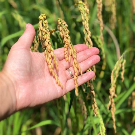 How To Plant And Grow Rice Hgtv