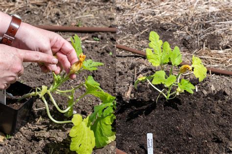 Wait! Read This Before You Plant Zucchini This Year