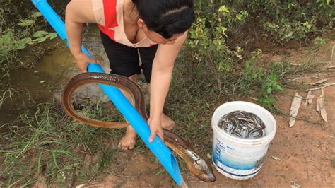 Amazing Eel Trap How To Make Eel Trap With Plastic Pipe Catching