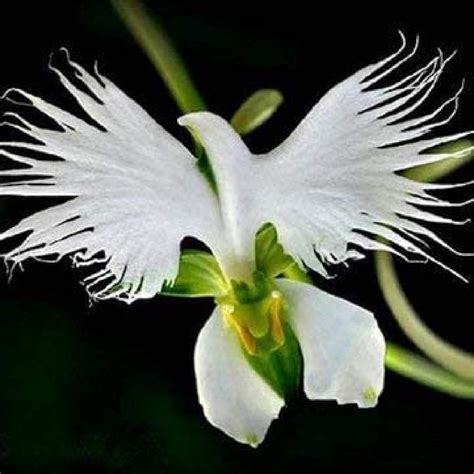 100 semillas de flores blancas semillas de orquídea de garceta blanca