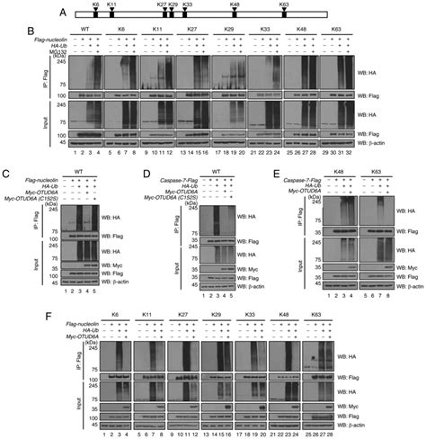 Ovarian Tumor Deubiquitinase A Regulates Cell Proliferation Via