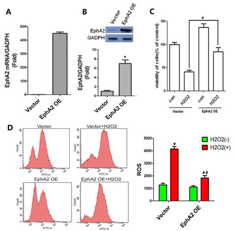 Epha Overexpression Reduces H O Induced Damage Of Lens Epithelial