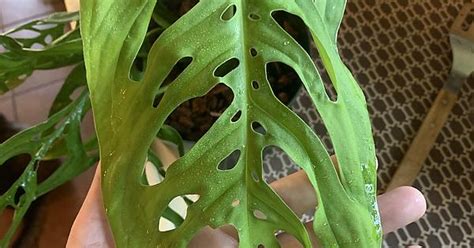 Monstera Epipremnoides Album On Imgur