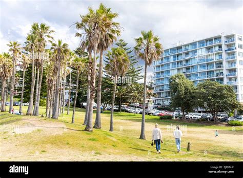 Freshwater Beach Suburb In Sydney Winters Day Large Palm Trees In The