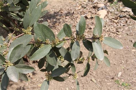 Acokanthera Oppositifolia Cultivated Eflora Of India