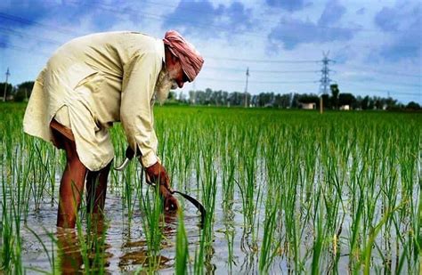 Paddy Sowing Will Be In More Than 52 Thousand Hectare Area 52 हजार