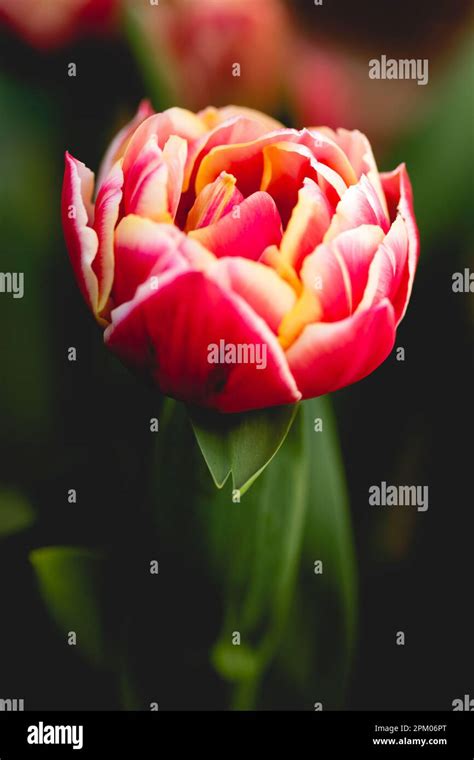 Close Up Macro Photography Of The Tightly Packed Varigated Petals Of A