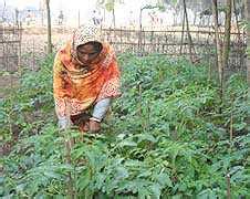 Villagers laud Bangladesh Church's effort at organic farming - UCA News