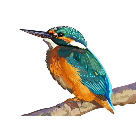 Exquisite Kingfisher Cliparts Beautiful Bird Illustrations For