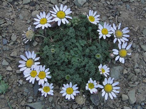 Anacyclus Pyrethrum Plant Biodiversity Of South Western Morocco