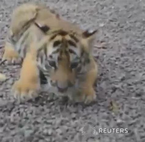 Tiger: Aktuelle News, Bilder & Infos - WELT