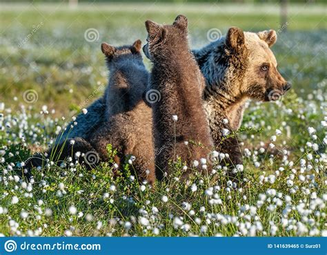 She Bear And Bear Cubs Of Brown Bear In The Forest At Summer Time Among