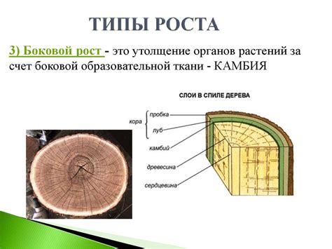 Рост и развитие растений - презентация онлайн
