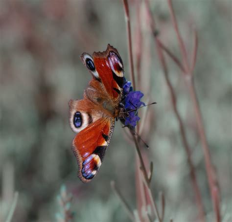 Paon Du Jour Aglais Io Nicolas Guyot Flickr