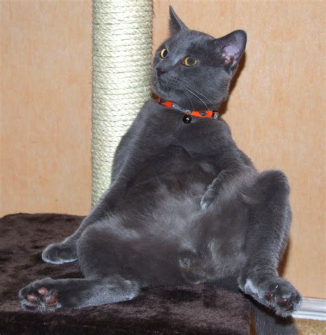 Fuck You Penguin January