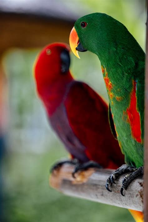 Colorful Parrots in the Zoo · Free Stock Photo