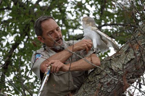 Barn Owl In Tree At Kiptopeke State Park Uploaded By SA Fo Flickr