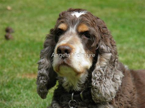 Chocolate Roan Cocker Spaniel By Angela Mcintyre Redbubble