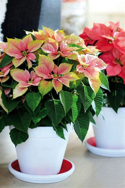 Flor De Pascua Cuidados Y Consejos Para Esta Planta Navideña