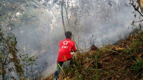 Gunung Merbabu Terbakar Sejak Minggu Helikopter Pemadam Segera Di