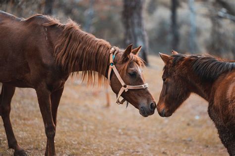 Confirman un nuevo caso de encefalitis equina en La Plata y así sigue