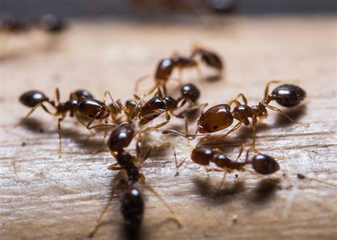 Rimedi Naturali Per Eliminare Le Formiche Di Casa Benessere