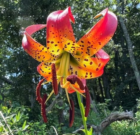 Virginia Native Plant Society Conserving Wild Flowers And Places