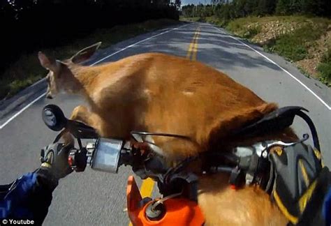 Astonishing Moment Motorcyclist Crashes Into Deer And Then Jumps