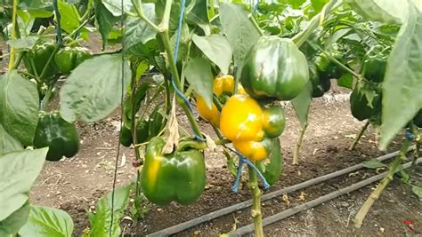 The A Z Of Capsicum Farming Guide Demi Farms