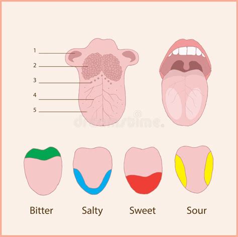 Anatomie Der Menschlichen Zunge Vektor Abbildung Illustration Von