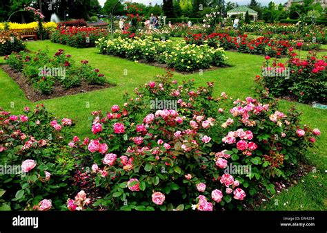 Hershey Pennsylvania The Rose Garden At Peak June Bloom In The