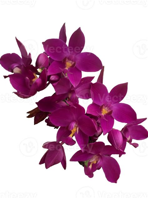 purple orchid flowers on a transparent background 28539088 PNG