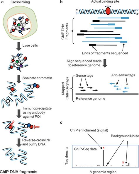 Chromatin Immunoprecipitation