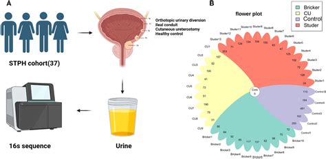 Frontiers Urinary Microbiota Signatures Associated With Different