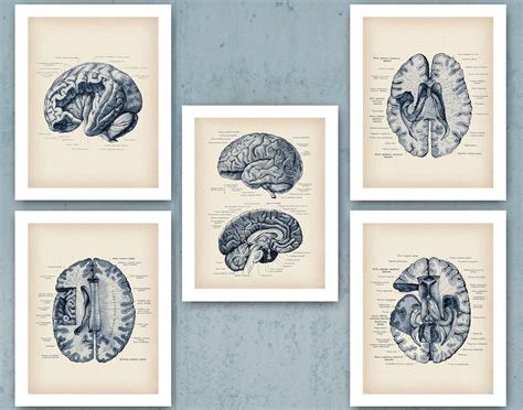 Brain Anatomy Poster